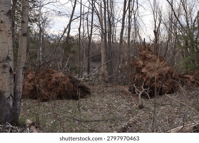 Tornado Damage in a Forest
