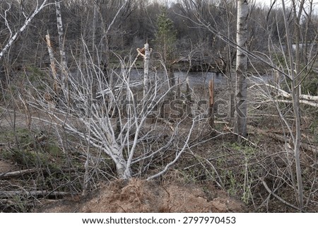 Tornado Damage in a Forest