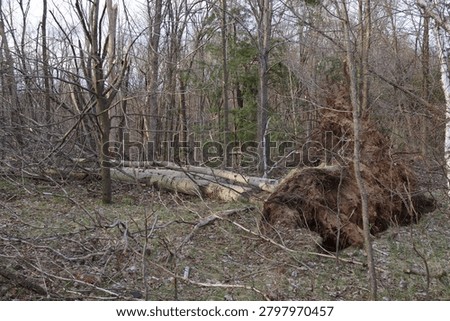Tornado Damage in a Forest