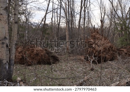 Tornado Damage in a Forest