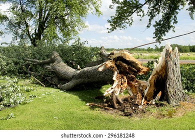 16,678 Broken tree storm Images, Stock Photos & Vectors | Shutterstock