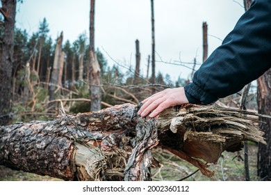 Tornado storm damage. Fallen pine trees in forest after storm. Man removes branches of fallen trees, the consequences of hurricane, tornado