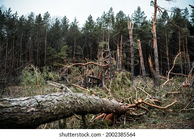 Tornado storm damage. Fallen pine trees in forest after storm. Uprooted trees fallen down in woodland due to wind storms