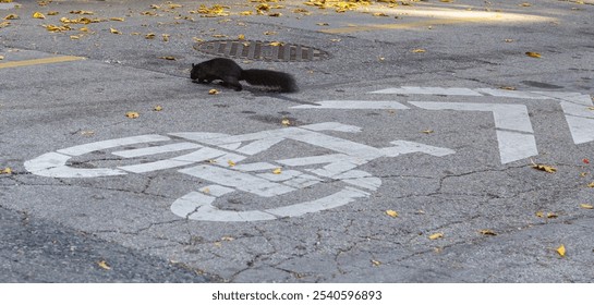 Toronto, Black Squirrel foraging in the middle of an urban street - Powered by Shutterstock