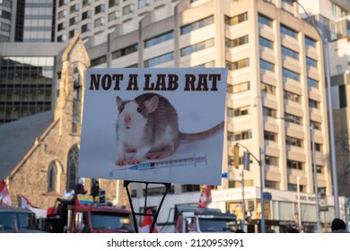 Toronto Canada Feb 5 2022: Sign Not A Lab Rat In The Crowd Of People And Trucks At Peaceful Protest Against Covid 19 Mandates And Restrictions And Mandatory Vaccination In Toronto City Downtown.