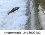 Toronto, On, Canada  - October 20, 2023: Salmon Run on the Humber River at Old Mill Park in Canada