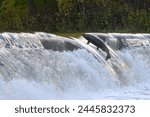 Toronto, On, Canada  - October 20, 2023: Salmon Run on the Humber River at Old Mill Park in Canada