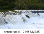 Toronto, On, Canada  - October 20, 2023: Salmon Run on the Humber River at Old Mill Park in Canada