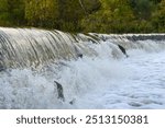 Toronto, On, Canada  - October 20, 2023: Salmon Run on the Humber River at Old Mill Park in Canada