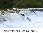 Toronto, On, Canada  - October 20, 2023: Salmon Run on the Humber River at Old Mill Park in Canada