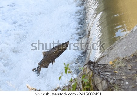 Toronto, On, Canada  - October 20, 2023: Salmon Run on the Humber River at Old Mill Park in Canada Stock photo © 