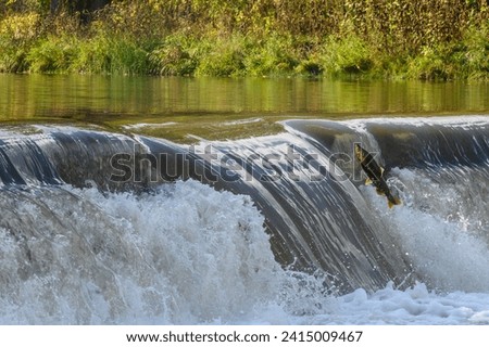Toronto, On, Canada  - October 20, 2023: Salmon Run on the Humber River at Old Mill Park in Canada Stock photo © 