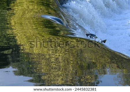 Toronto, On, Canada  - October 20, 2023: Salmon Run on the Humber River at Old Mill Park in Canada