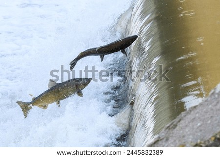 Toronto, On, Canada  - October 20, 2023: Salmon Run on the Humber River at Old Mill Park in Canada