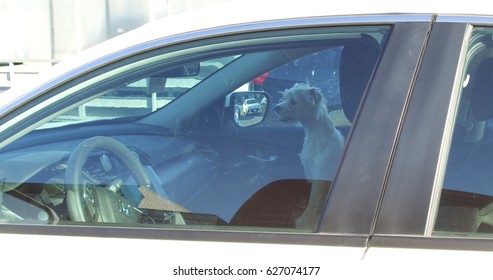 Toronto, Ontario, Canada April 2017 Dog Locked Inside Hot Car In The Sun And Heat