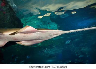 Toronto, Ontario, Canada - February 2, 2016: Underside Of A Smalltooth Or Green Sawfish A Ray With A Flat Rostrum With Teeth