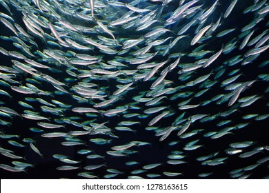 Toronto, Ontario, Canada - February 2, 2016: School Of Circling Alewives Herring Fish 