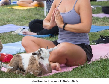 Toronto, Ontario/Canada - May 16, 2018: Goat Yoga Is A Growing And Popular Discipline Where Baby Goats Have Free Rein To Come And Interact With Participants During Practice.