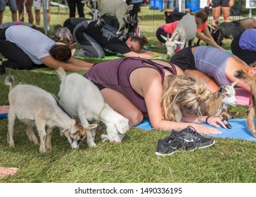 Toronto, Ontario/Canada - May 16, 2018: Goat Yoga Is A Growing And Popular Discipline Where Baby Goats Have Free Rein To Come And Interact With Participants During Practice.