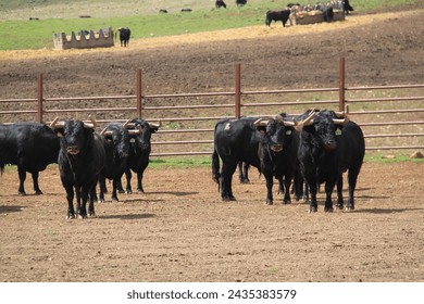 toros, toro, novillo, cuernos, asta, astas, bovino, ganaderia, dehesa, choto, becerros, becerra, andalucia, España, corrida de toros, novillada, lidia, fiesta nacional, bull, bullfight, bullfighting, 