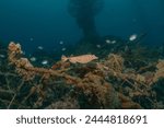 Torpedo sinuspersici On the seabed  in the Red Sea, Israel
