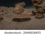 Torpedo sinuspersici On the seabed  in the Red Sea, Israel
