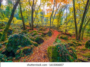 Torre Alfina (Lazio, Italy) - The sacred and magical wood called 'Bosco del Sasseto' during the autumn with foliage, beside the medieval village with castle