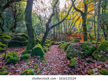 Torre Alfina (Lazio, Italy) - The sacred and magical wood called 'Bosco del Sasseto' during the autumn with foliage, beside the medieval village with castle