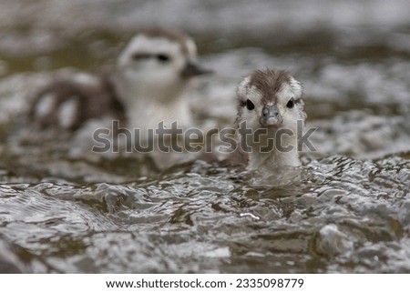 The torrent duck (Merganetta armata) is a member of the duck, goose and swan family Anatidae. Imagine de stoc © 