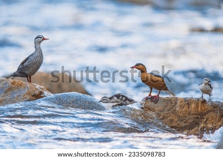 The torrent duck (Merganetta armata) is a member of the duck, goose and swan family Anatidae. Imagine de stoc © 
