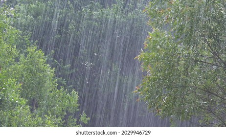 Torrential Rain, Raining, Inundation, Flooding, Storm, Rainy Day on Forest Branches Tree, Stormy in Nature, Cloudy Bad Weather