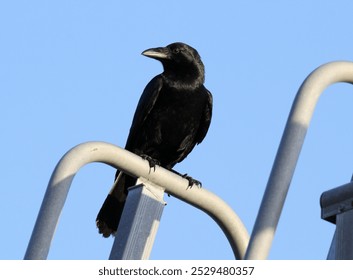 Torresian Crow raven bird perched on a metal railing against a clear blue sky - Powered by Shutterstock