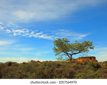 A Torrey Pine Tree With A Blue Sky