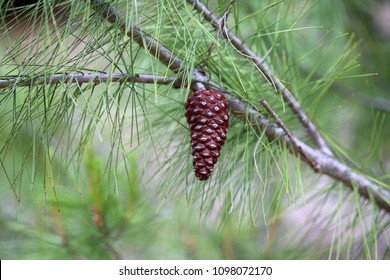 Torrey Pine Tree And Pine Cone