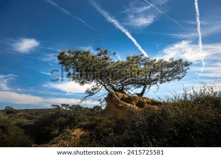 A TORREY PINE TREE WITH NICE FOLIAGE AORUND THE TREE WITH A BEAUTIFUL BLUE SKY AND LIGHT CLOUDS IN TOEERY PRESERVE IN LA JOLLA CALIFORNIA
