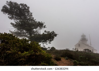 A Torrey Pine Tree And The Old Point Loma Lighthouse In The Fog.