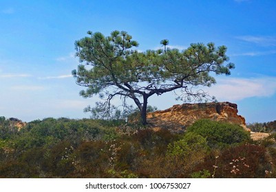 Torrey Pine Tree, Torrey Pine Reserve, San Diego, CA