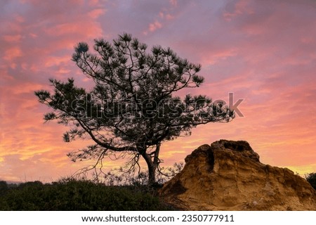 Torrey Pine tree at sunset, San Diego California