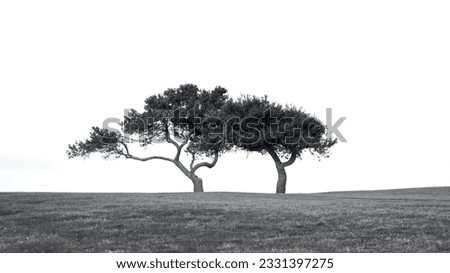 Torrey Pine Trees on Torrey Pines Golf Course in La Jolla, San Diego, California