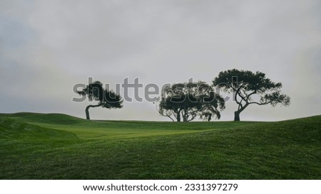 Torrey Pine Trees on Torrey Pines Golf Course in La Jolla, San Diego, California