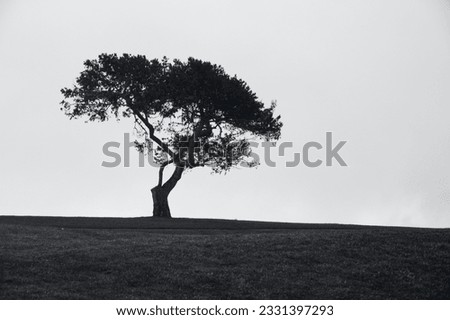 Torrey Pine Trees on Torrey Pines Golf Course in La Jolla, San Diego, California