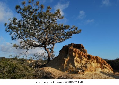 Torrey Pines Pine Tree Along The Trail To The Beach