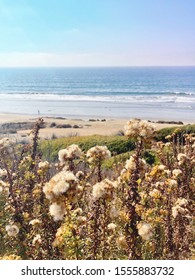 Torrey Pines State Natural Reserve 11/10/2019