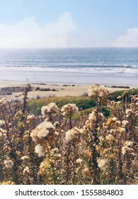 Torrey Pines State Natural Reserve 11/10/2019