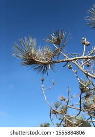 Torrey Pines State Natural Reserve 11/10/2019