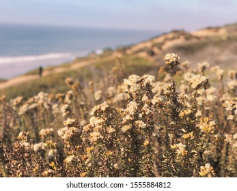 Torrey Pines State Natural Reserve 11/10/2019