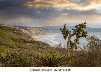 Torrey pines State Natural Reserve, Cliff view, San Diego California - Powered by Shutterstock