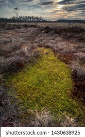 Torsmyran National Park In Västerbotten Norrland Sweden. Treacherous Terrain With Swamp And Green Mossy Ground. Wide Angle Landscape View.