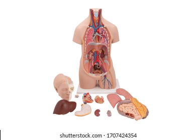 Torso model with male or female Organs inner structure. Human anatomy. Medical mannequin isolated on white background. Part of human body model with organ system.Medical education concept. Muscles