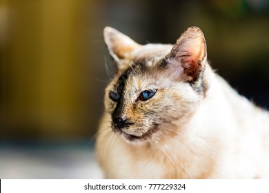 Tortie Point Tortoiseshell Siamese Cat That Stock Photo Shutterstock